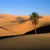 lone_palm_sahara_desert